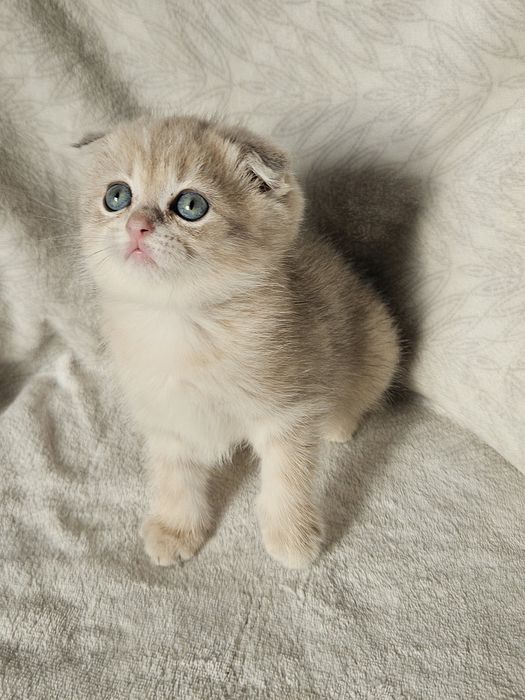Шотландські кошенята