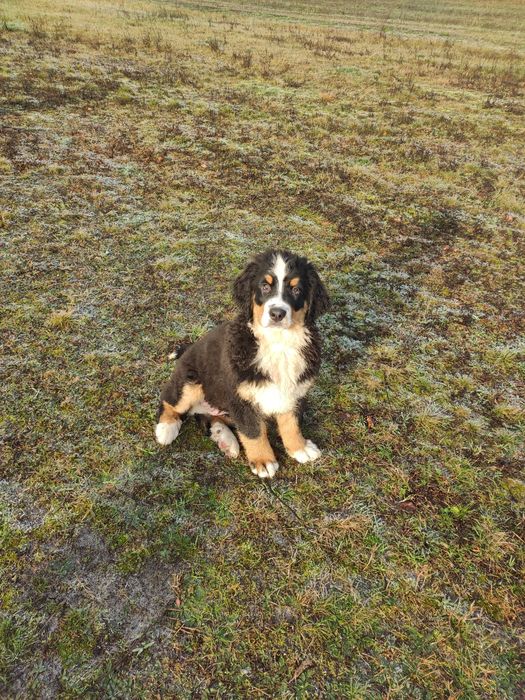 Berneński pies pasterski berneńskie z metryką i czipem