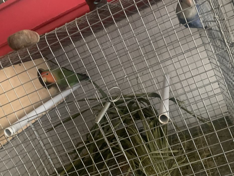 Vendo tudo ou troco por ring necks