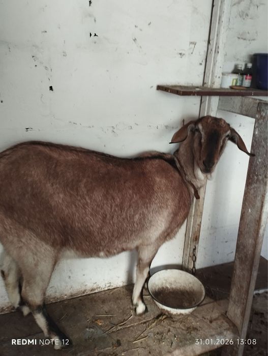 Продам молоду козу