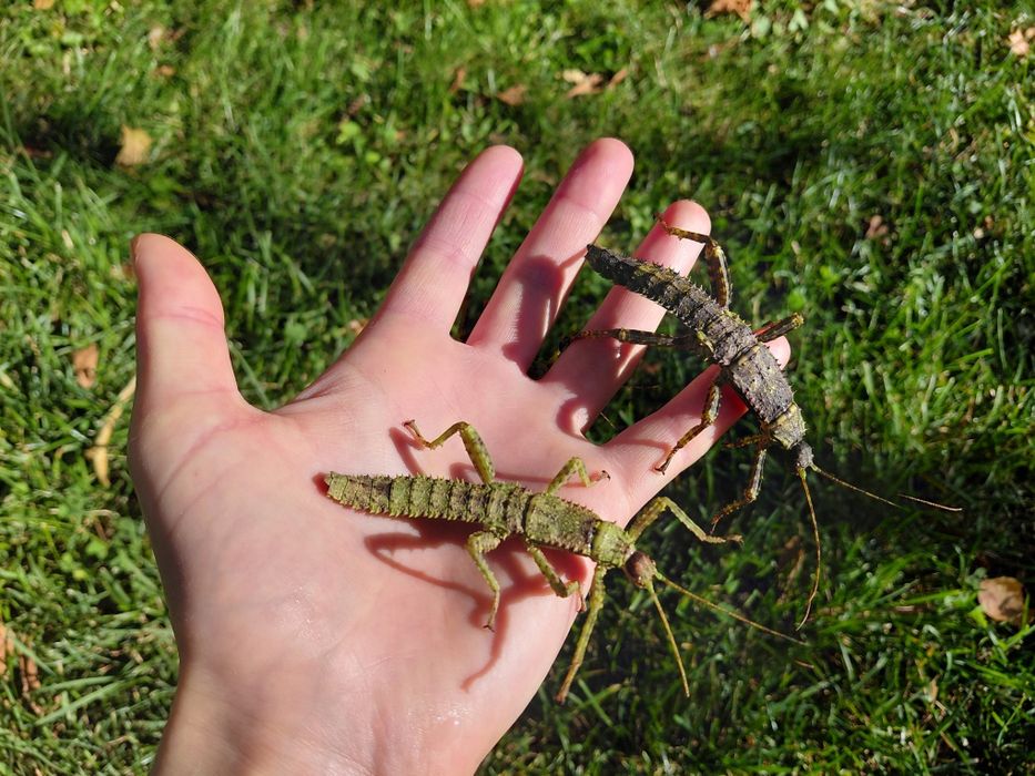 Straszyki nowogwinejskie Eurycantha calcarata