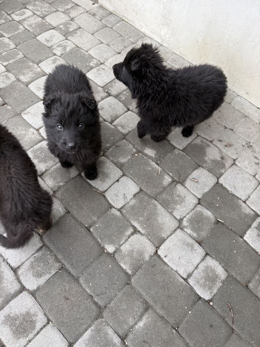 Вівчарка овчарка німецька чорна