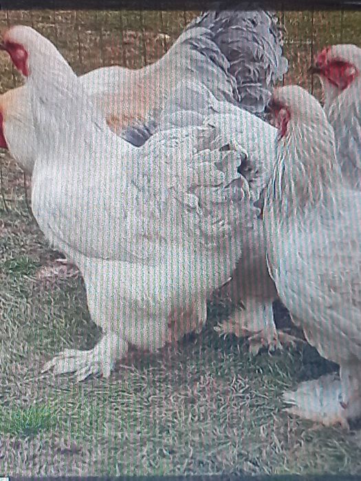 Jovem Perus à venda e muitas outras aves