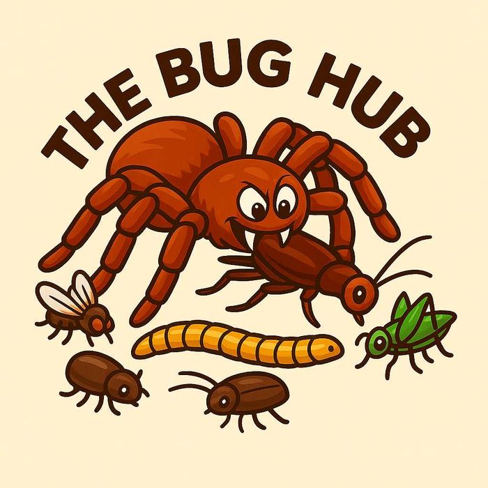 Venda de Alimento Vivo – Baratas Dubia & Tenébrios