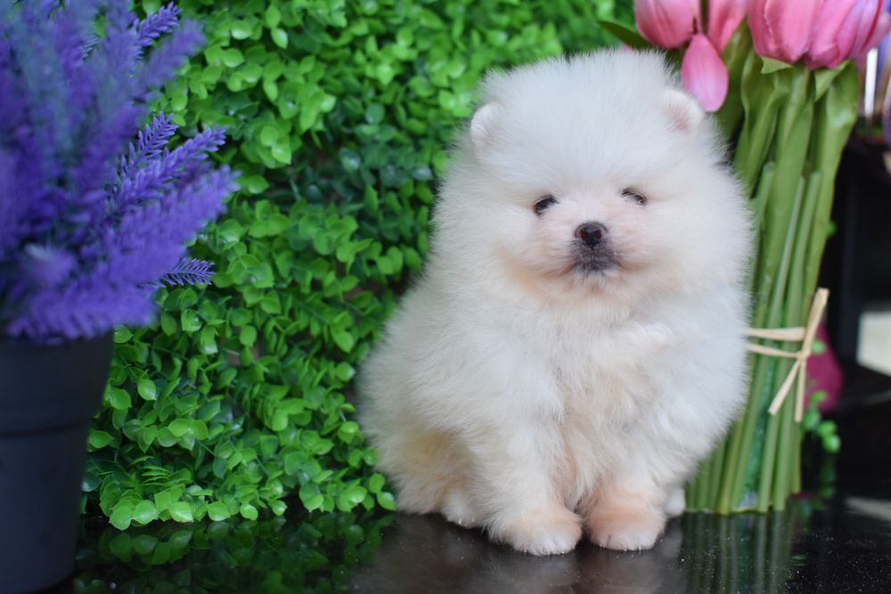 Хлопчик міні