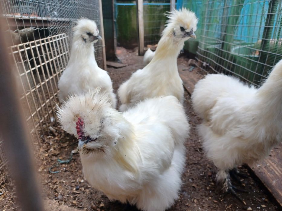 Garnizos cedosos machos