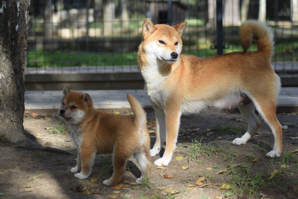 Super piesek shiba z doskonałym rodowodem ZKwP FCI