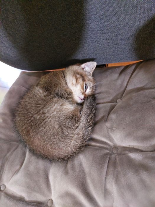 Кошеня в добрі руки