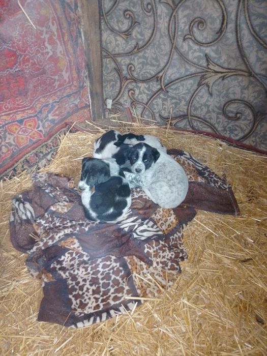 Віддам у добрі руки гарних цуценят безкоштовно хлопчиків та дівчаток.