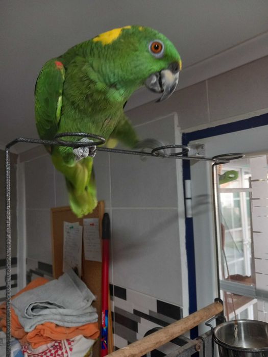 Papagaio auropaliata