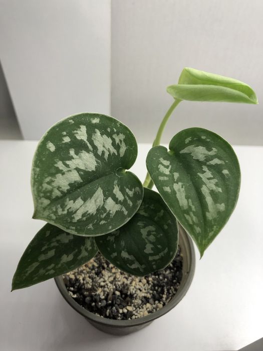 Сциндапсус розписний Scindapsus pictus 'Argyraeus'