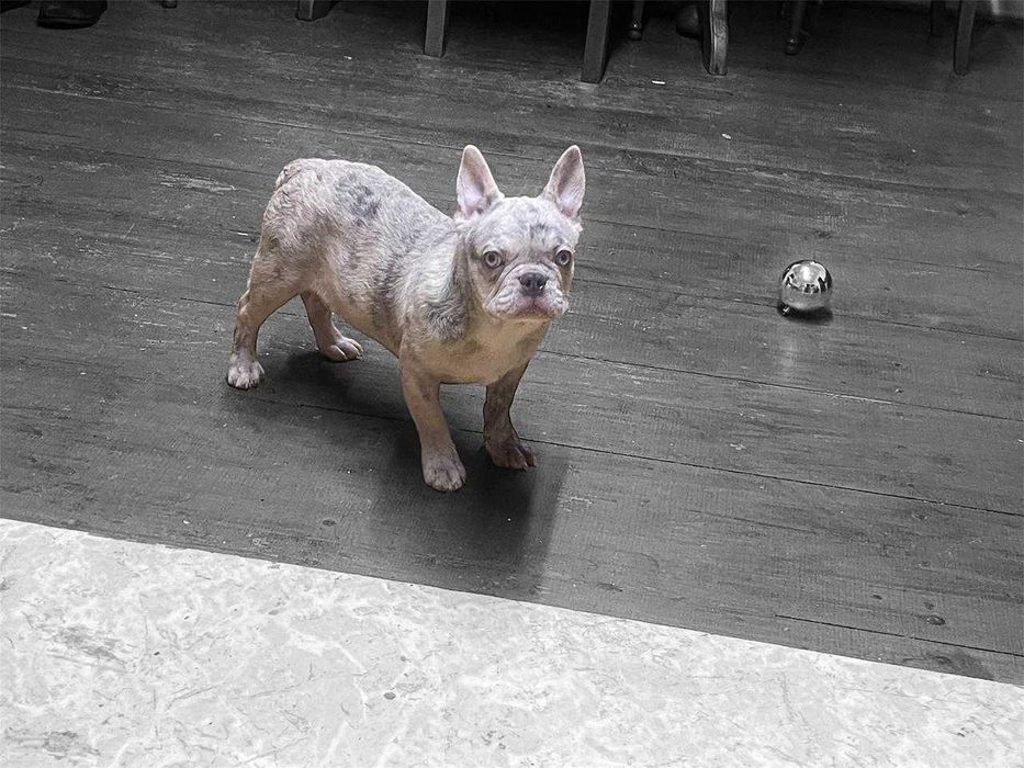 Chłopiec buldog francuski