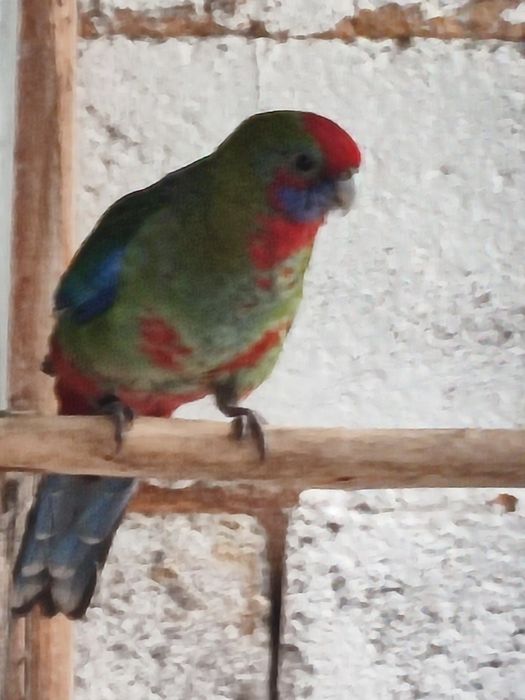Cedo fêmea de rosella penant
