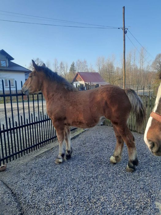 Sprzedam młodego konia