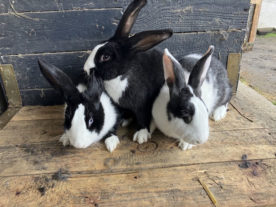 Króliki mieszance i nie tylko