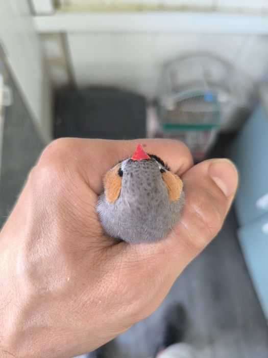 Dimante mandarim de Exposição