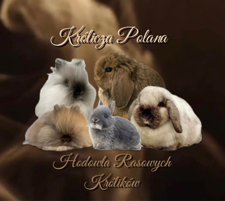 Króliczki najmniejsze! Karzełk Teddy 800g-1,2kg i Mini lopki