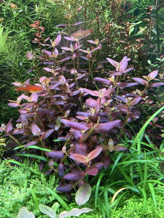 Bacopa Salzmannii "Purple" - hodowla podwodna