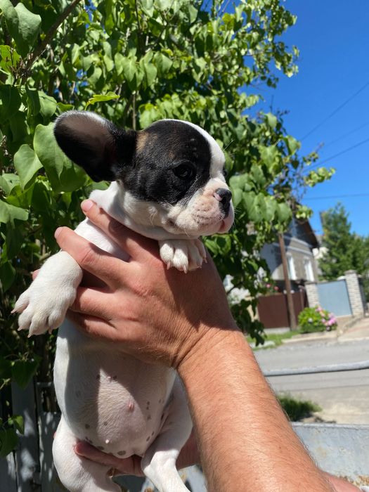 Французький бульдог