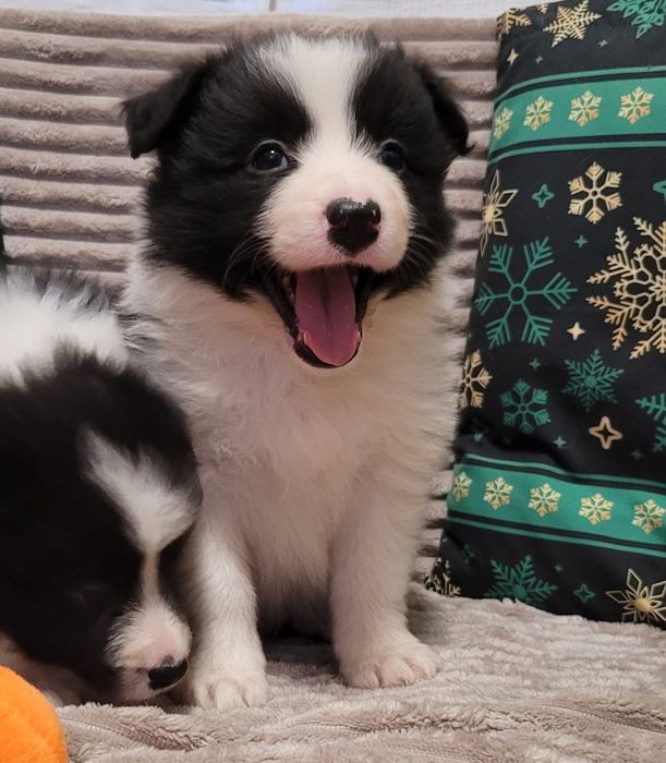 Border Collie piesek