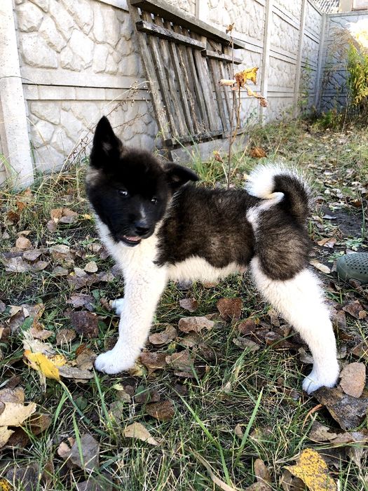 Щенки американской акиты