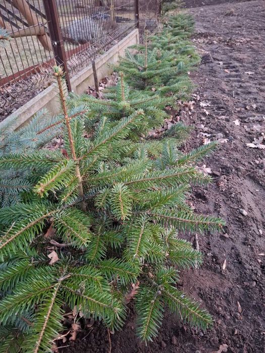 Jodła kaukaska w doniczkach.