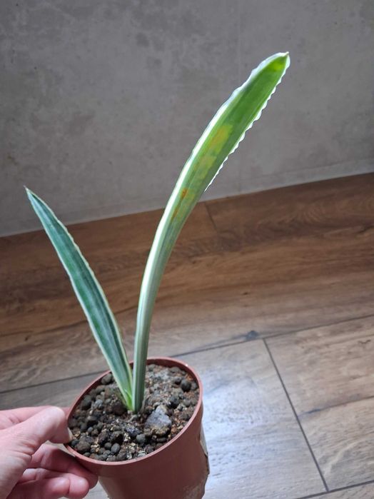 Sansevieria metallica 'Silver Siam'