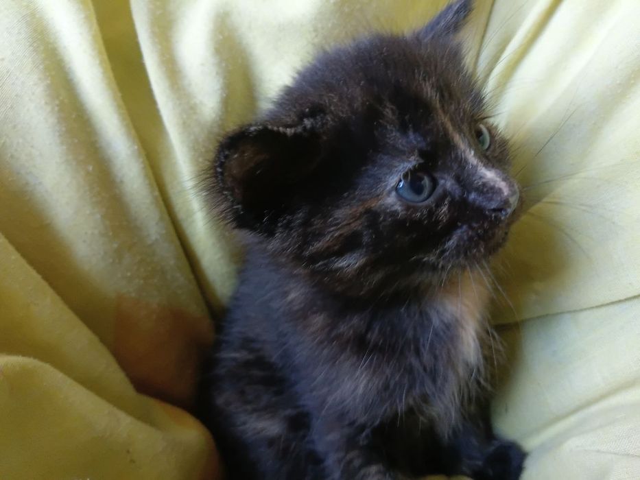 Котенятко. Котеня. Чудова чорненька кішечка.