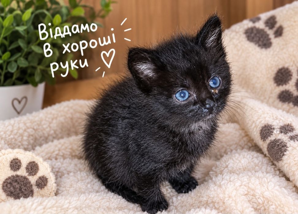 Кошенята в добрі руки