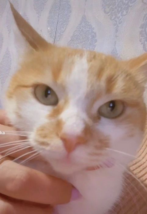 Віддам кішку в добрі руки