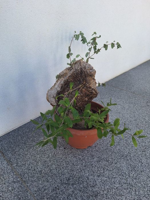Oliveira bonsai e outras