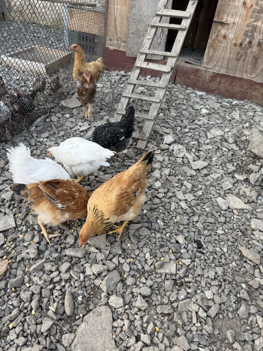 продам кури домашні