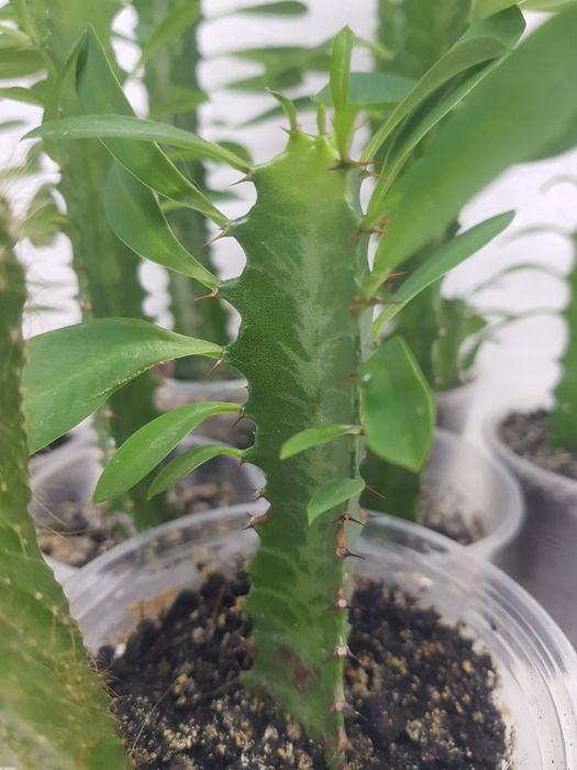 Молочай трехгранный. Доставка по центру города БЕСПЛАТНО  — 50 грн.