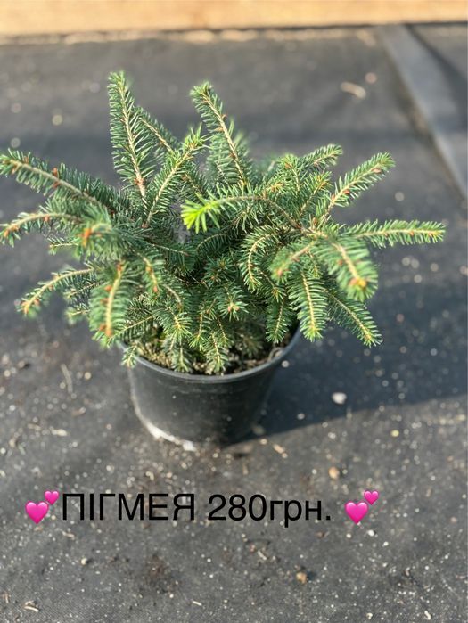 Живі ялинки та хвойні рослини у горщиках