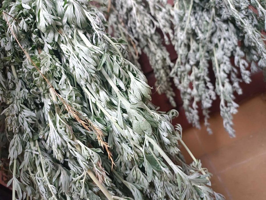 Bylica piołun wszechstronne zastosowanie