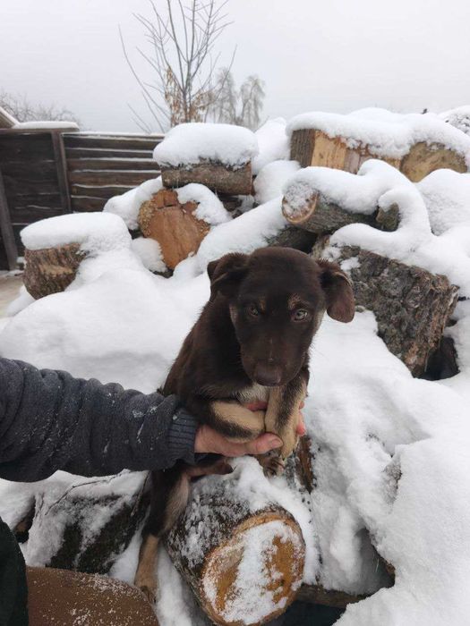 Цуценята в добрі руки
