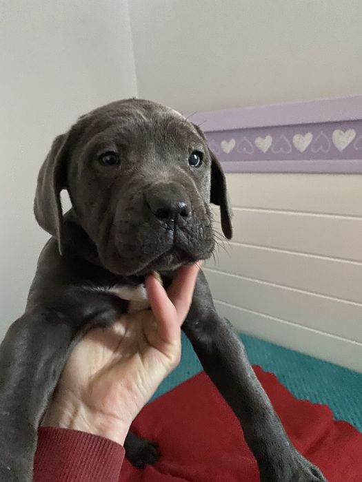 Cane korso. Suczka z rodowodem! Błękitna!