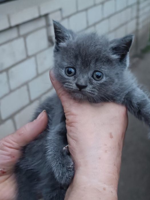 Продам породистих котят британців