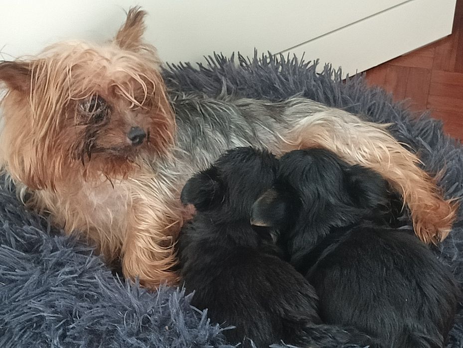Mini Yorkshire Terrier