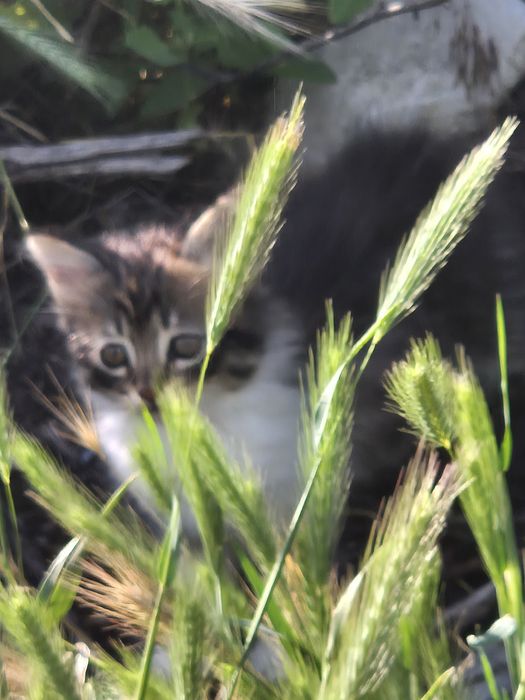Котёнок,  котик, кошеня
