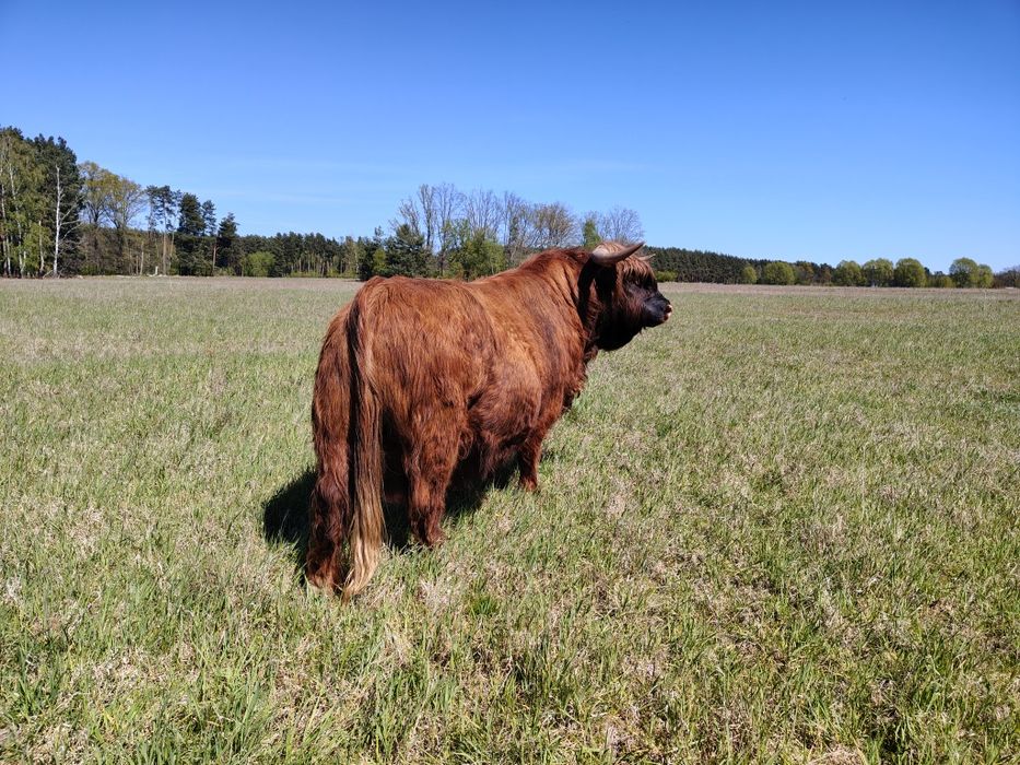 Byk rozpłodnik highland cattle