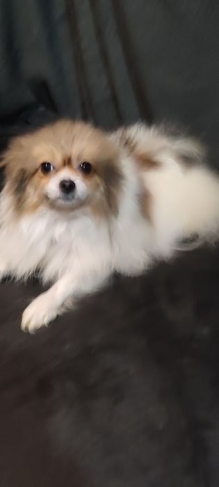 мини шпицуля девочка