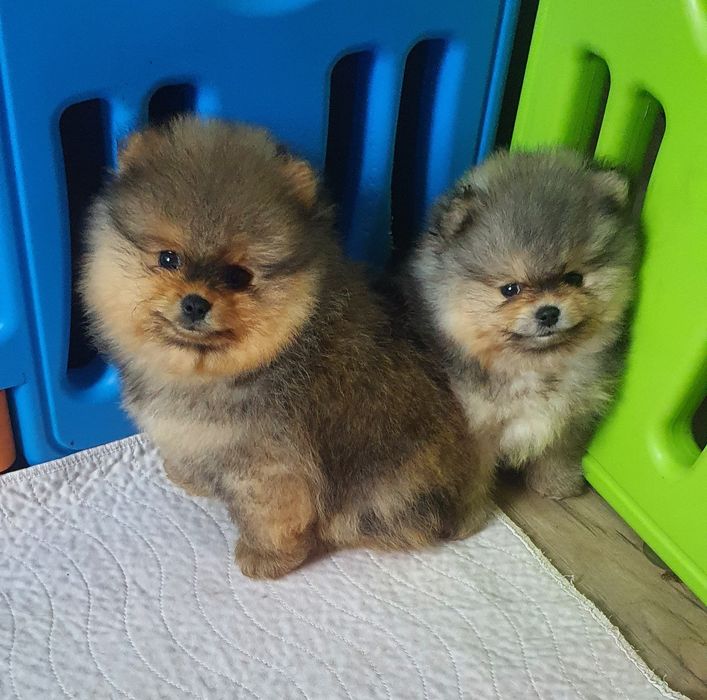 Померанский шпиц мальчики