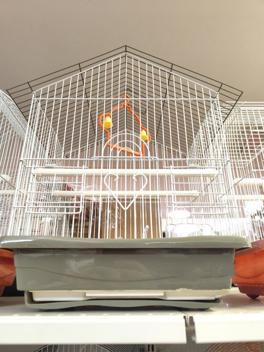 Vendo Canário   ou  Casal de Canários  (Ver descrição abaixo).