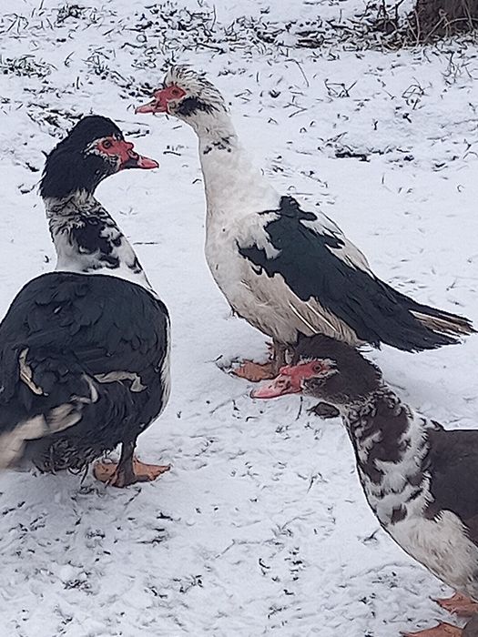 Мускусні качки цього року 3щт.