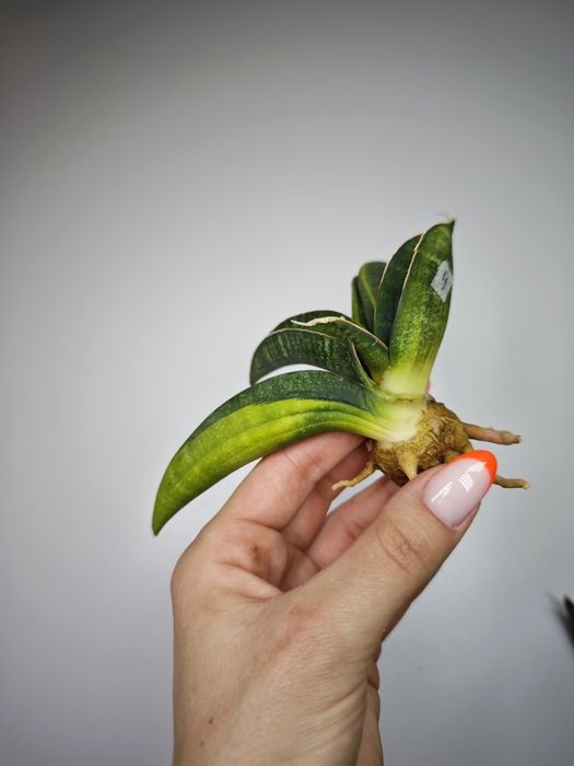 Sansevieria Fischeri Blue var