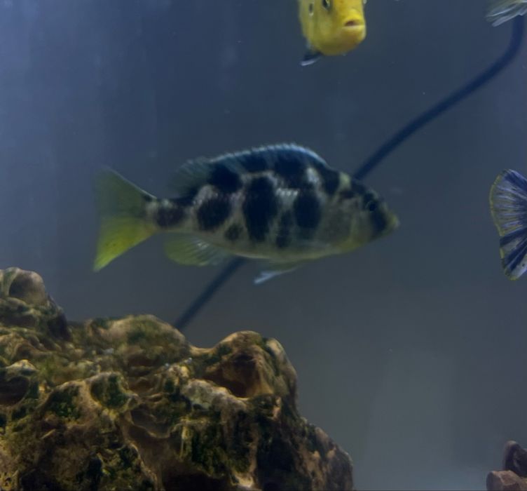 Ciclideo Nimbochromis femea