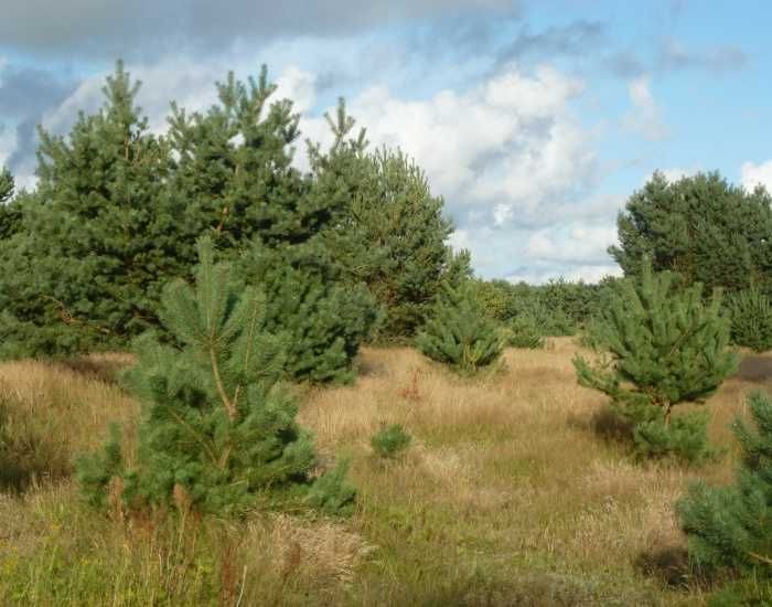 Działka nad morzem Smołdzino warunki zabudowy i woda i - View 2