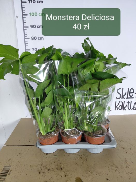 Monstera deliciosa, dziurawa 80cm szeroka, ładnie rozrośnięta WYSYŁKA
