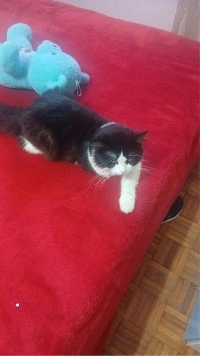 Gato traçado de persa para adoção